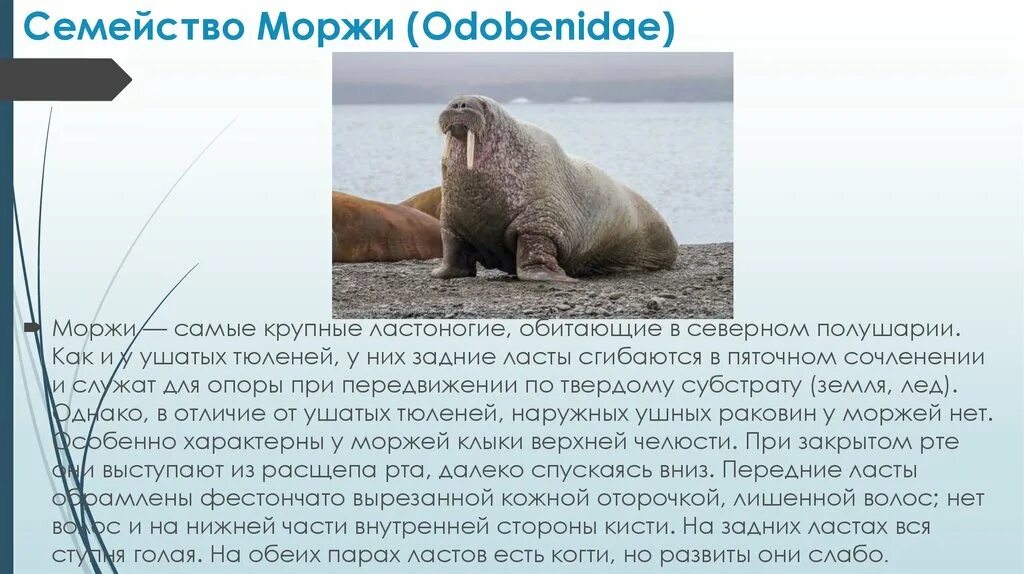 Семейство моржи. Ластоногие моржи. Характеристика моржа. Отряд ластоногие представители.