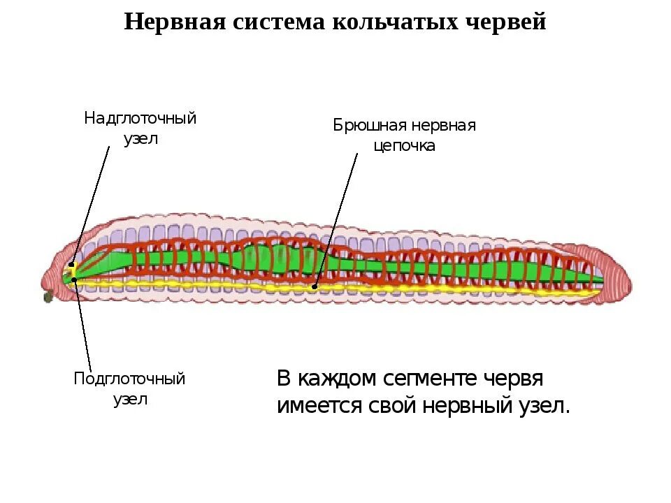 Нервная система кольчатых червей схема. Нервная система кольчатых червей. Нервная система кольчатого червя. Нервная система система кольчатых червей
