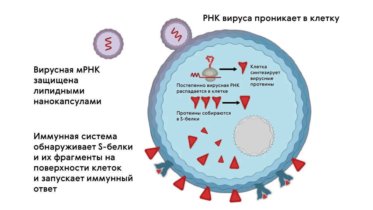 Механизм МРНК вакцины. Схема действия РНК вакцины. Механизм действия РНК вакцин. Вакцины с матричной РНК.