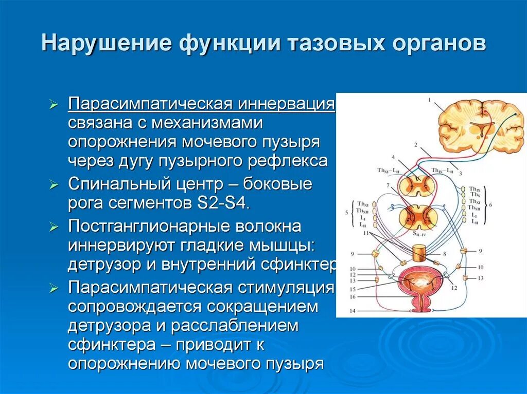 Синдром нарушения тазовых функций неврология. Нарушение функции тазовых органов. Функции тазовых органов. Центральные и периферические тазовые нарушения. Нервы мочеиспускание