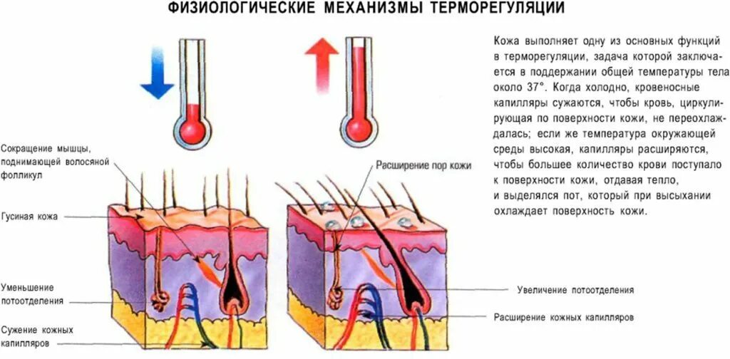 Как уменьшить температуру тела. Функция терморегуляции кожи. Терморегуляционная функция кожи. Терморегуляция кожи человека. Механизмы терморегуляции в коже.