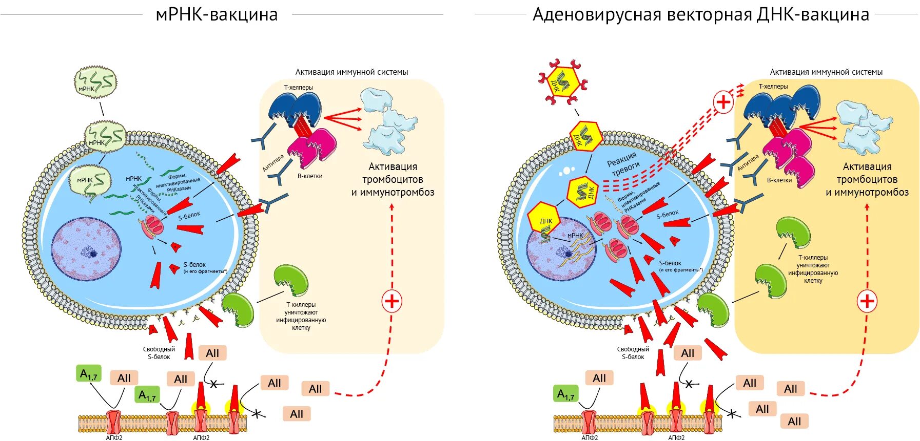 Вакцины sars. Схема действия вакцины. ДНК-вакцина. ДНК вакцины микробиология. МРНК вакцина.