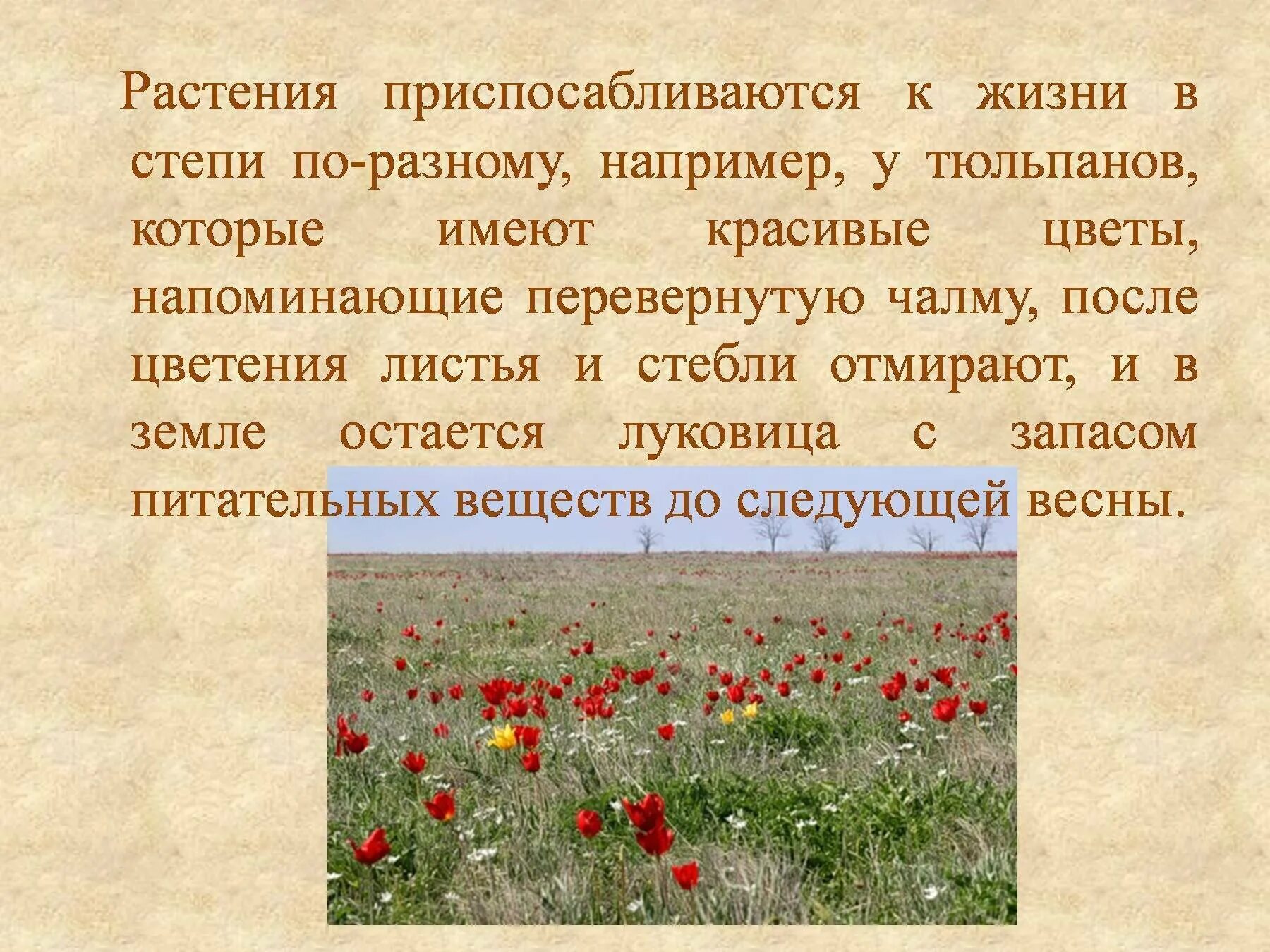 Растения степи