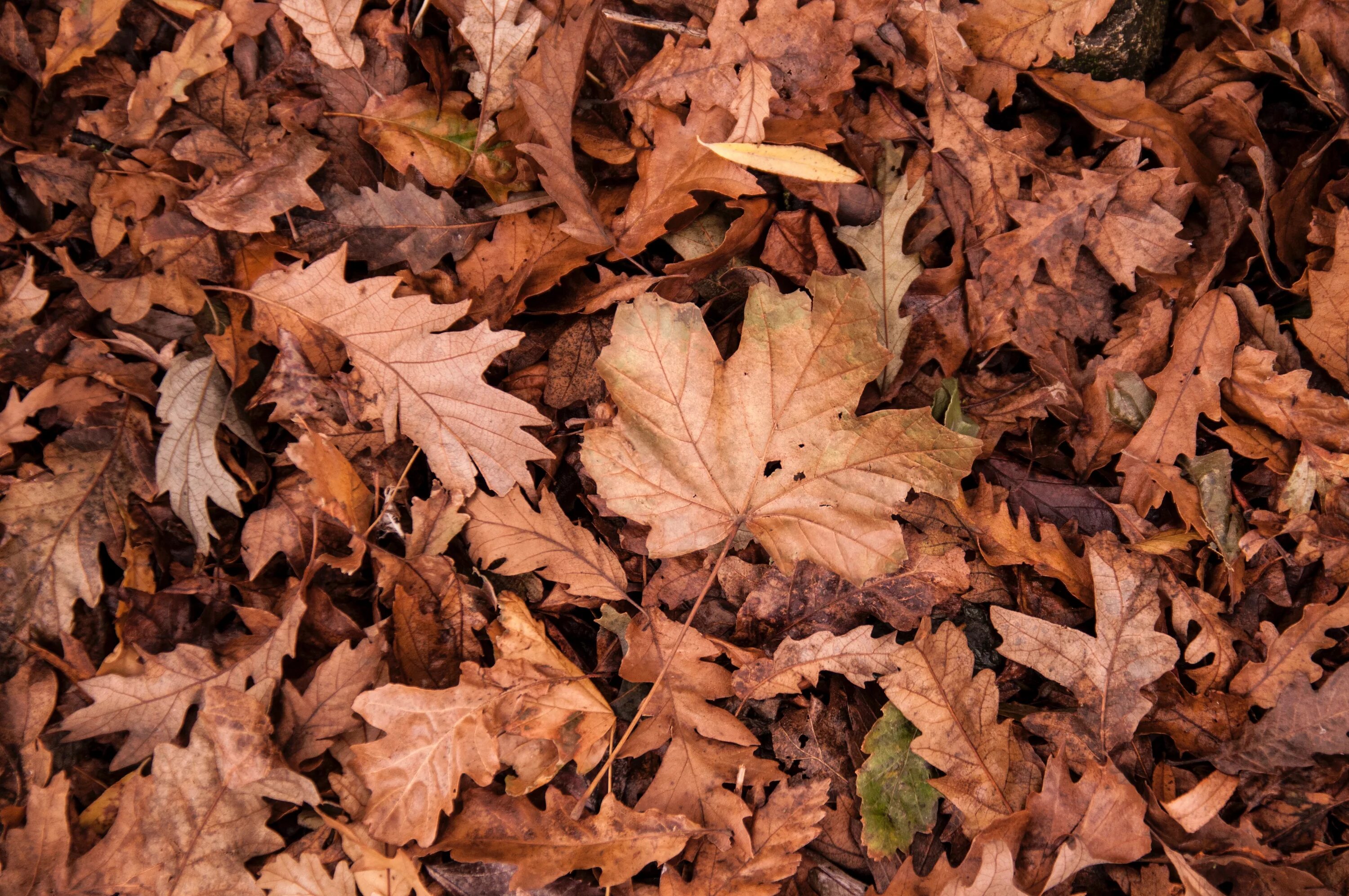 The browns leave. Сухие листья. Коричневые листья. Пожухлая листва. Коричневые листья осенью.