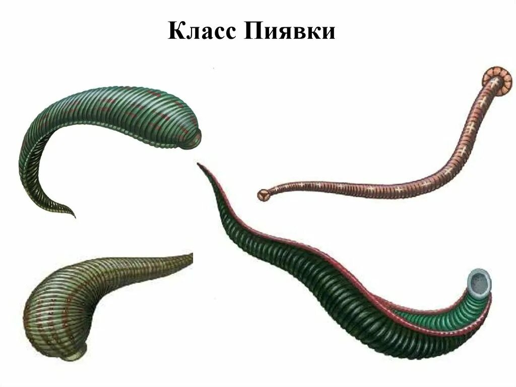 Приведите три примера кольчатых червей. Многощетинковые черви пиявки. Малощетинковые черви и пиявки. Пиявки кольчатые черви. Тип кольчатые черви пиявки.