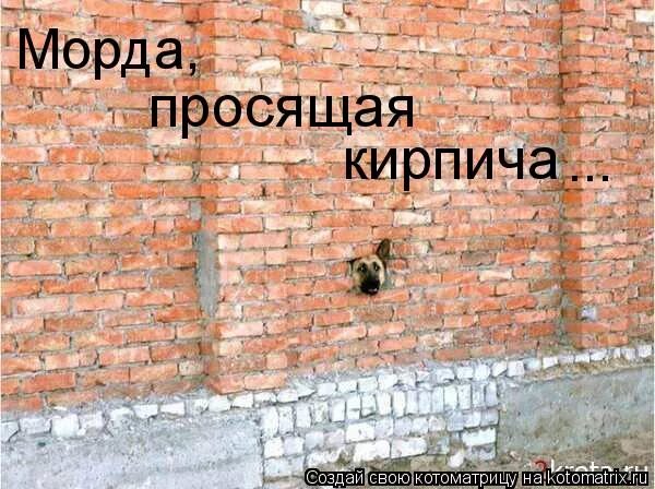 морда просит кирпича. лицо просит кирпича. морда просит кирпича. бей жида политрука морда просит кирпича - плакат. рожа просит кирпича.