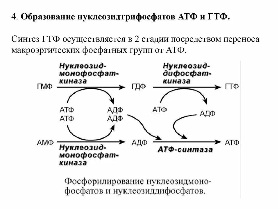 Место образование атф. Образование ГТФ И АТФ. Стадии образования АТФ. Синтез АТФ схема.