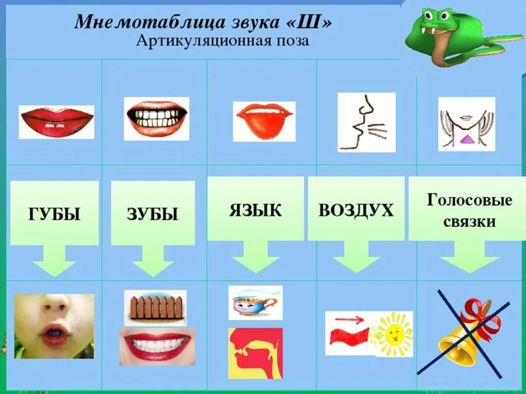 Картинки для звука ш для детей. Акустико артикуляционная характеристика звука л. Артикуляционная гимнастика по постановки звука ш. Артикуляционная схема звука ш. Артикуляция звука ш для детей.