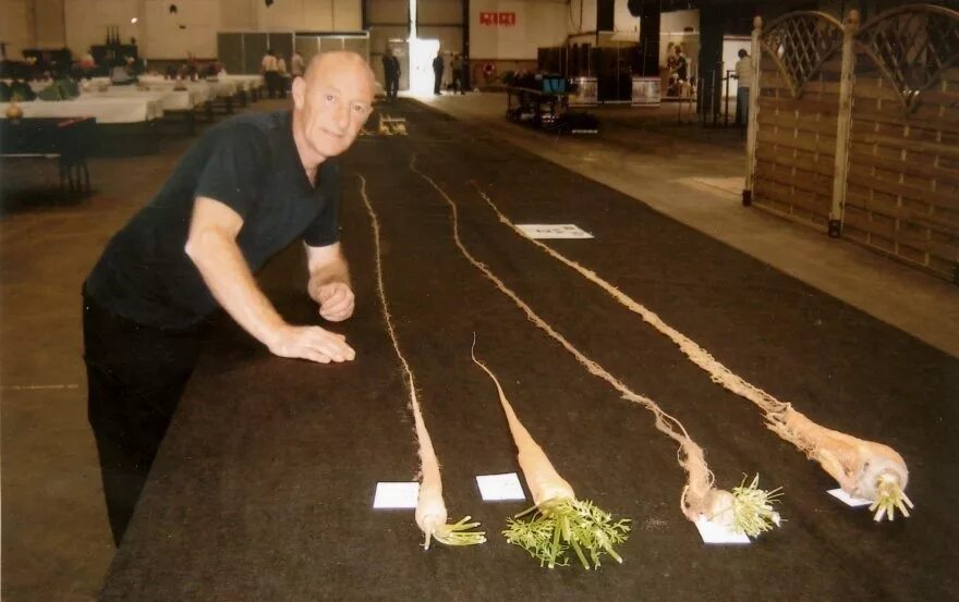 Много длинных членов. Самая большая морковь в мире рекорд Гиннесса. Кристофер Квалли самая большая морковь. Самая длинная морковь в мире. Джо Атертон морковь.