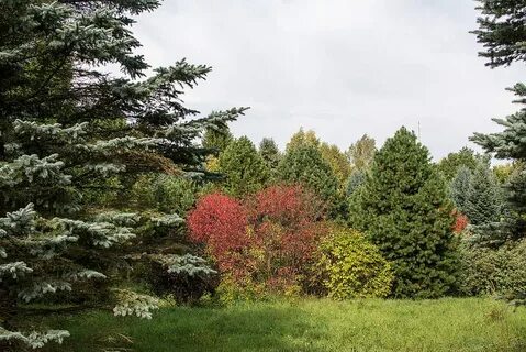 Дендрология