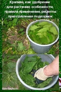 Крапива для огурцов