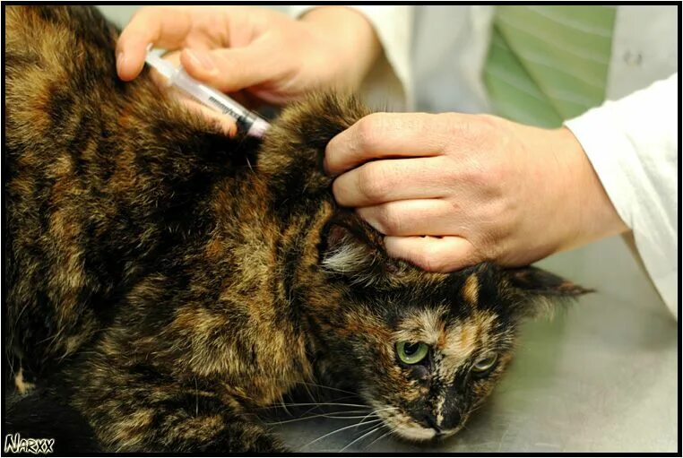 Чума кошек панлейкопения. Панлейкопения кошек Ветеринария. Чумка панлейкопения у кошек. Панлейкопения симптомы. Может ли кошка заболеть бешенством