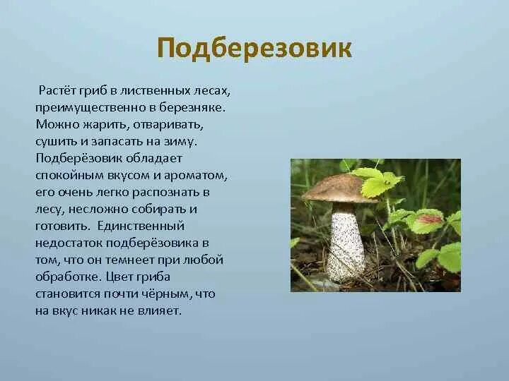 Какой тип питания характерен для подберезовика обыкновенного. Доклад про гриб подберезовик. Подберезовик 5 класс биология кратко. Гриб подберезовик рассказ 5 класс. 3 Подберезовика.