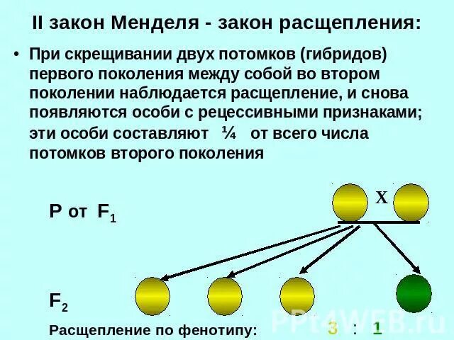 Второй закон Менделя закон расщепления. Второй закон Менделя биология. Закон расщепления Менделя 9 класс. Закон расщепление или 2 закон Менделя схема скрещивания. Гибридами называют организмы полученные при скрещивании