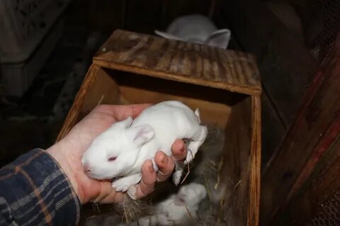 Покрытие крольчих