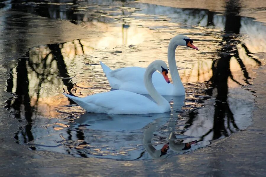Птица растаяла. «Лебеди в пруду» Василе Паскару. Лебеди на озере. Лебеди весной. Лебеди на пруду зимой.