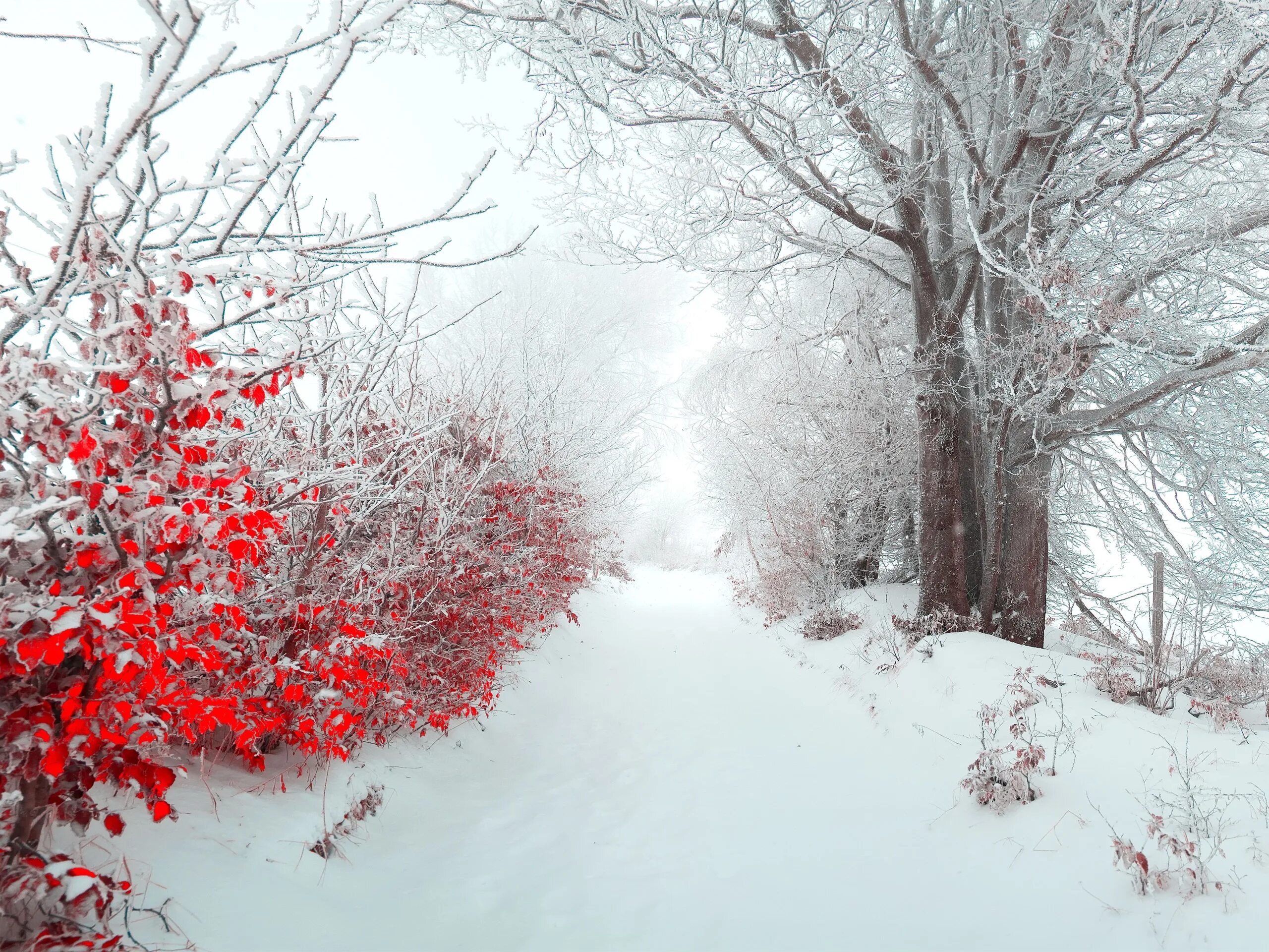 Снег сток. Деревья в снегу. Зимняя природа. Фон для рабочего стола зима. Зимний пейзаж на рабочий стол.