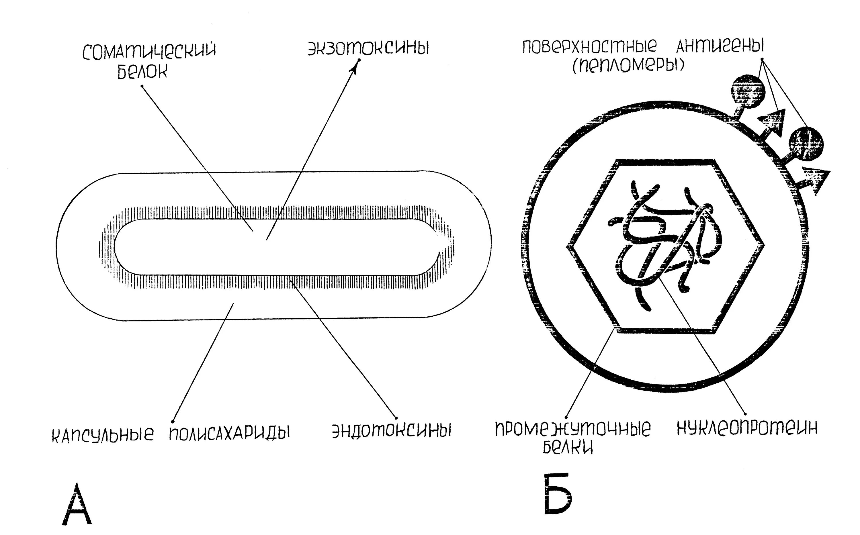 Антигены микроорганизмов схема. Антигены бактерий схема. Схема антигенную структуру бактерий. Антигены бактерий и вирусов иммунология. Антигенные свойства бактерий