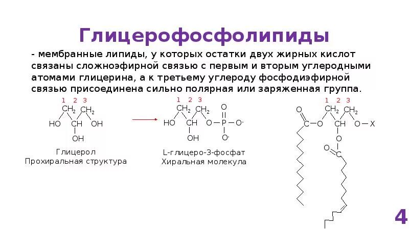 Связи липидов. Номенклатура глицерофосфолипидов. Номенклатура липидов. Классификация глицерофосфолипидов. Липидов-амфипатов,.