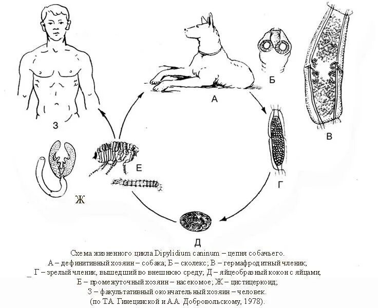 Dipylidium caninum. Цикл развития тыквовидного цепня. Тыквовидный цепень цикл развития. Жизненный цикл огуречного цепня схема. Жизненный цикл тыквовидного цепня схема.