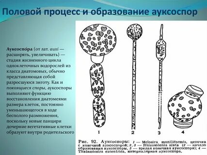 Наличие половый