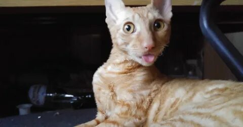 Котик корень
