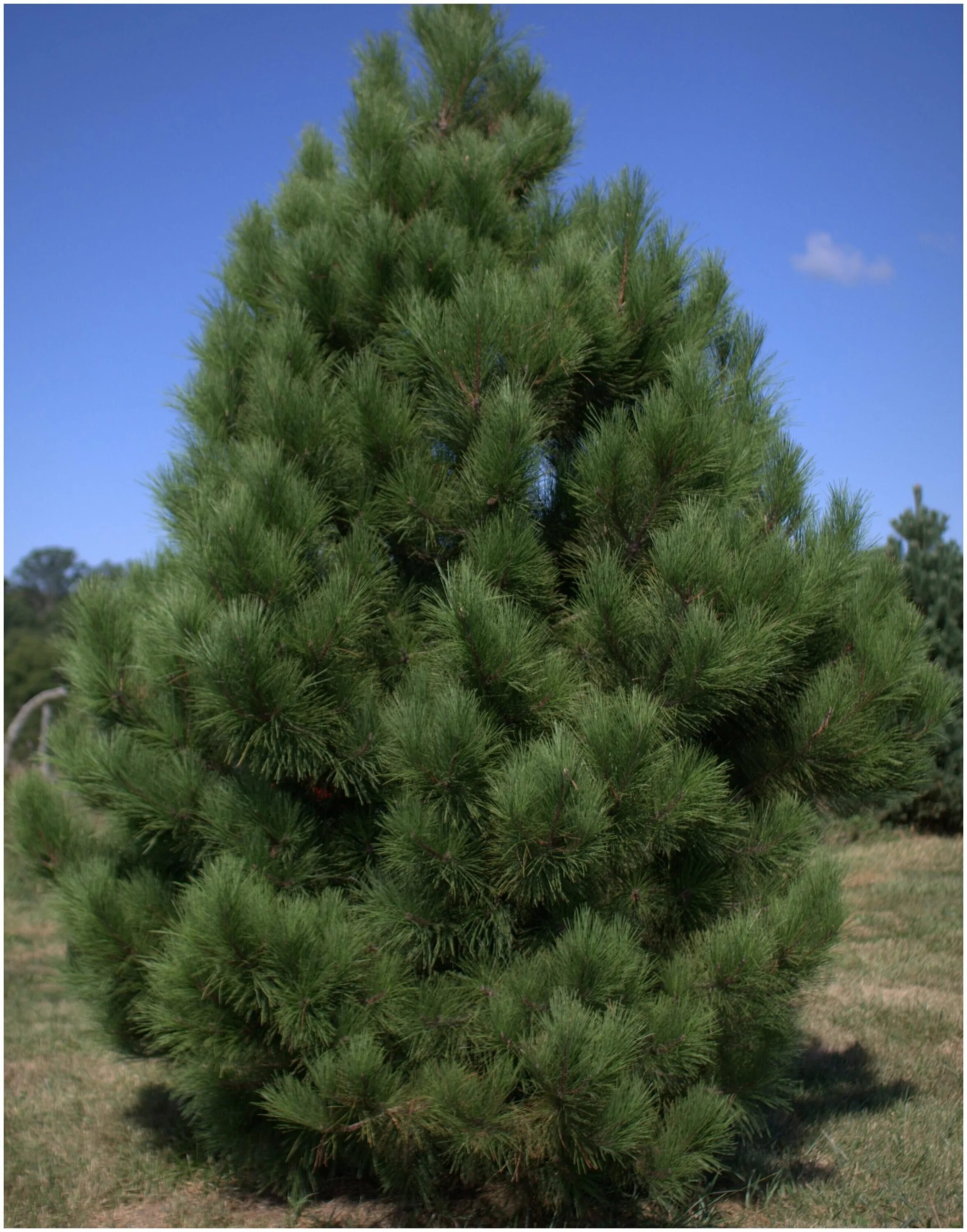 Пушистые хвойные. Pinus nigra Brepo. Сосна Пандероза. Сосна Веймутова Банкса. Сосна желтая Pinus Ponderosa.