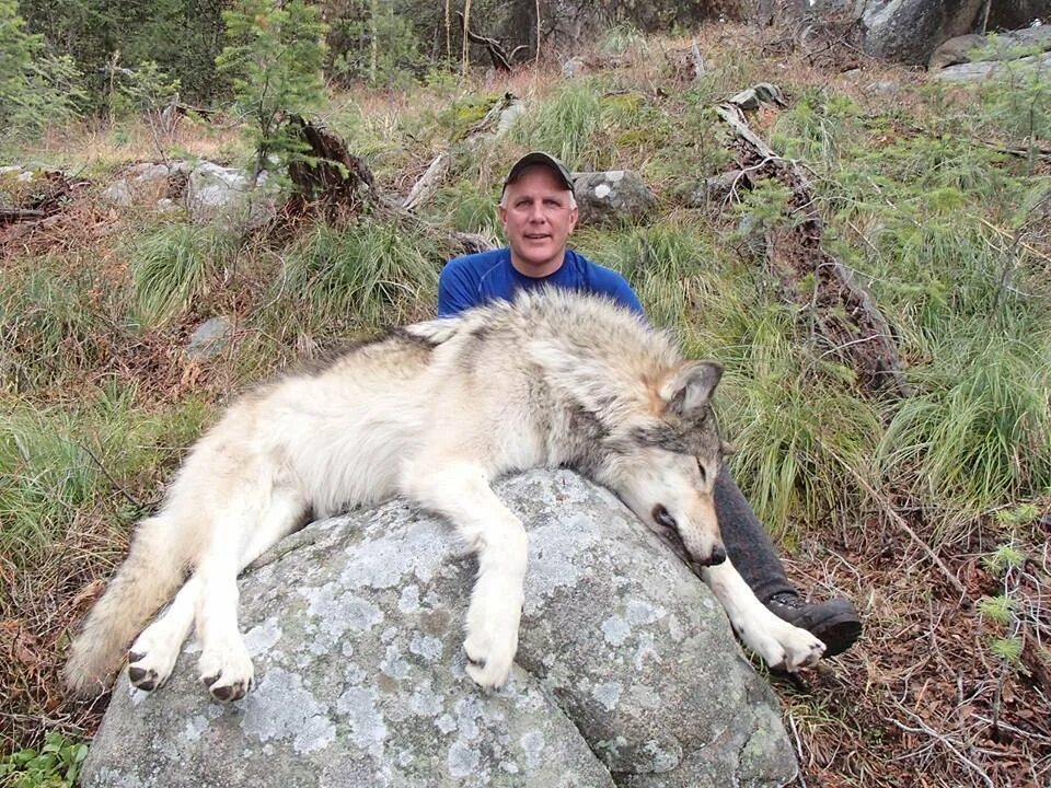Самой большой волк в мире. Арктический волкособ. Волкособ гигант. Огромный Сибирский волк.