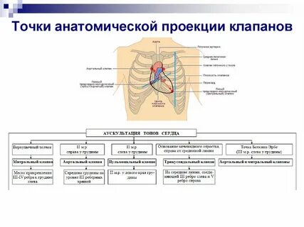 Тоны сердца точки