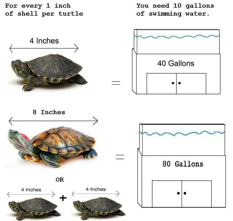 Красноухая черепаха каких размеров. Диморфизм красноухой черепахи. Красноухая черепаха 2 года размер. Объем аквариума для красноухой черепахи. Размер аквариума для красноухой черепахи.