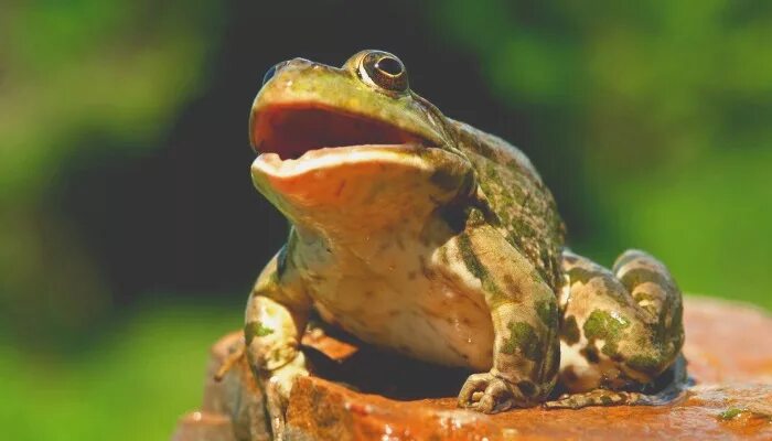 Лягушки весной поют. Лягушки поют весной. Как поют лягушки. Жаба в пруду. Лягушка в парке.