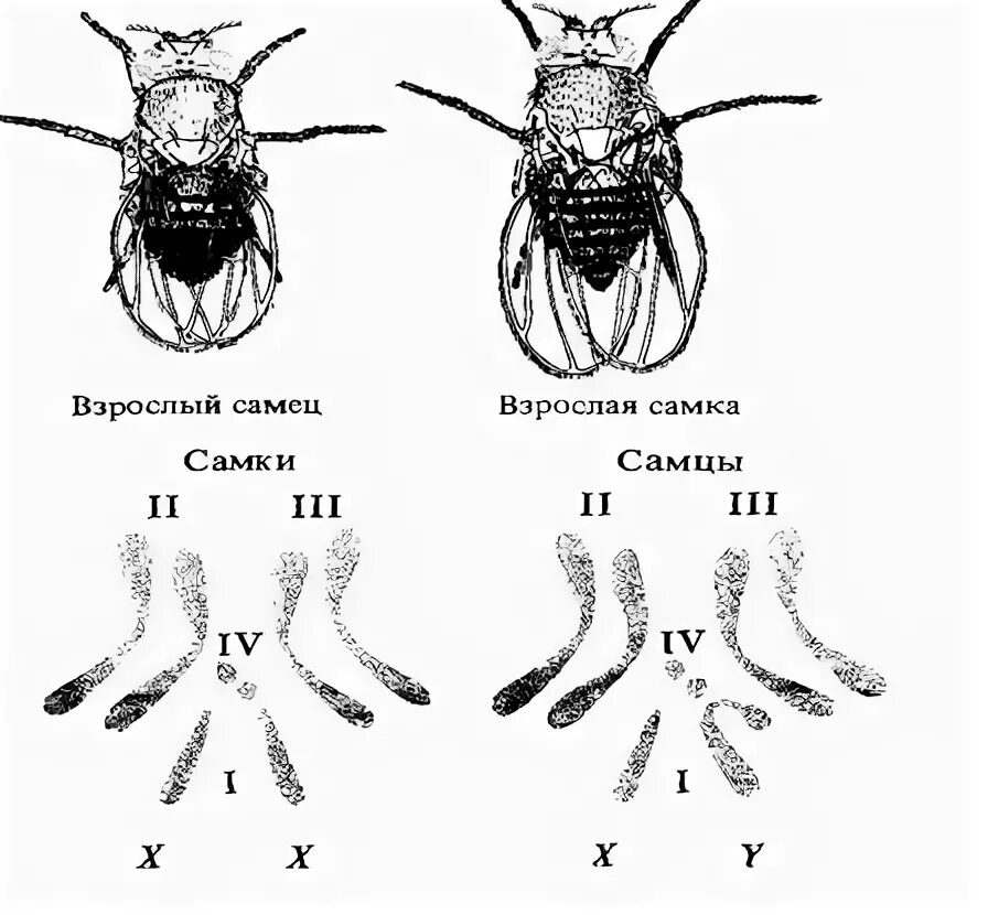 Половые хромосомы самца дрозофилы. Половые хромосомы самки дрозофилы. Муха дрозофила самка и самец. Половые хромосомы мухи дрозофилы. Отличие хромосомного набора самца от набора самки