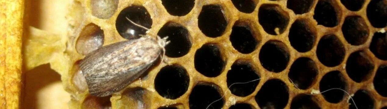 Личинки восковой моли (огневкой). Огнёвка восковая моль. Восковая моль galleria mellonella. Восковая моль вред. Личинки огневки galleria mellonella.