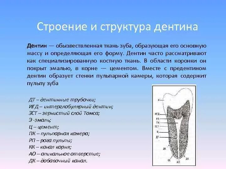 Функции тканей зубов. Строение дентина зуба гистология. Строение дентина гистология. Строение зуба предентин.