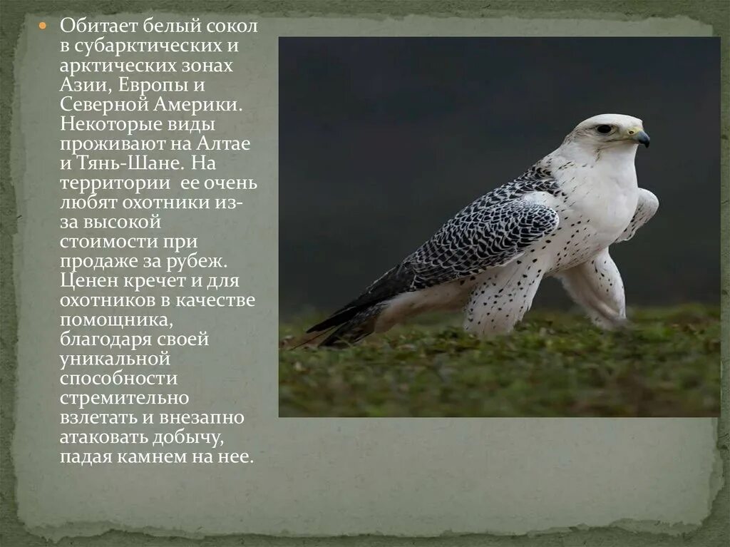 Gyrfalcon Birds of prey, Raptors bird, Birds