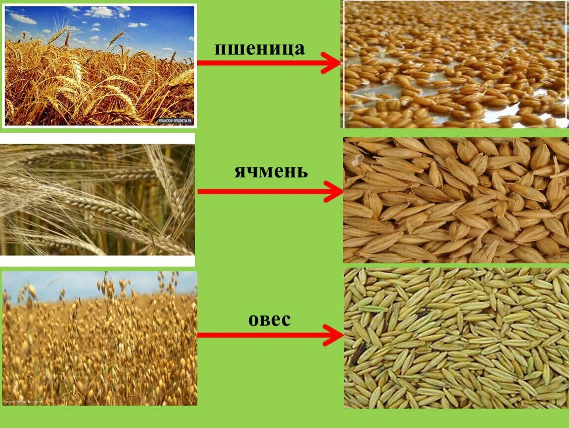 Ячмень и овес злаковая культура. Просо пшеница ячмень овес. Ячмень обыкновенный злаки. Пшеница рожь ячмень просо.