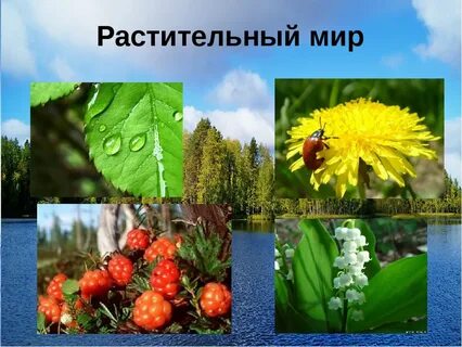 Флора Евразии: Уникальные растения и их значение Фокус на жизнь umlandiya-klub.r