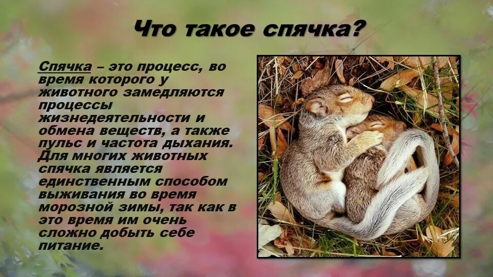 Что такое спячка в биологии. Животные которые впадают в спячку. Животные впадающие в спячку зимой. Животное которое впадает в спячку. Животные которые падают в печку.