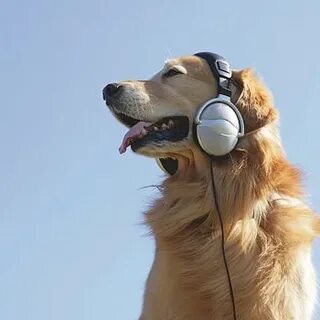 Музыка для собак на собачьем языке