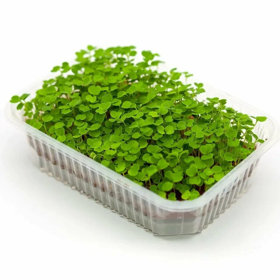 Кейл микрозелень. Продать микрозелень. Продать микрозелень. Комацуна микрозелень. Микрозелень брокколи.