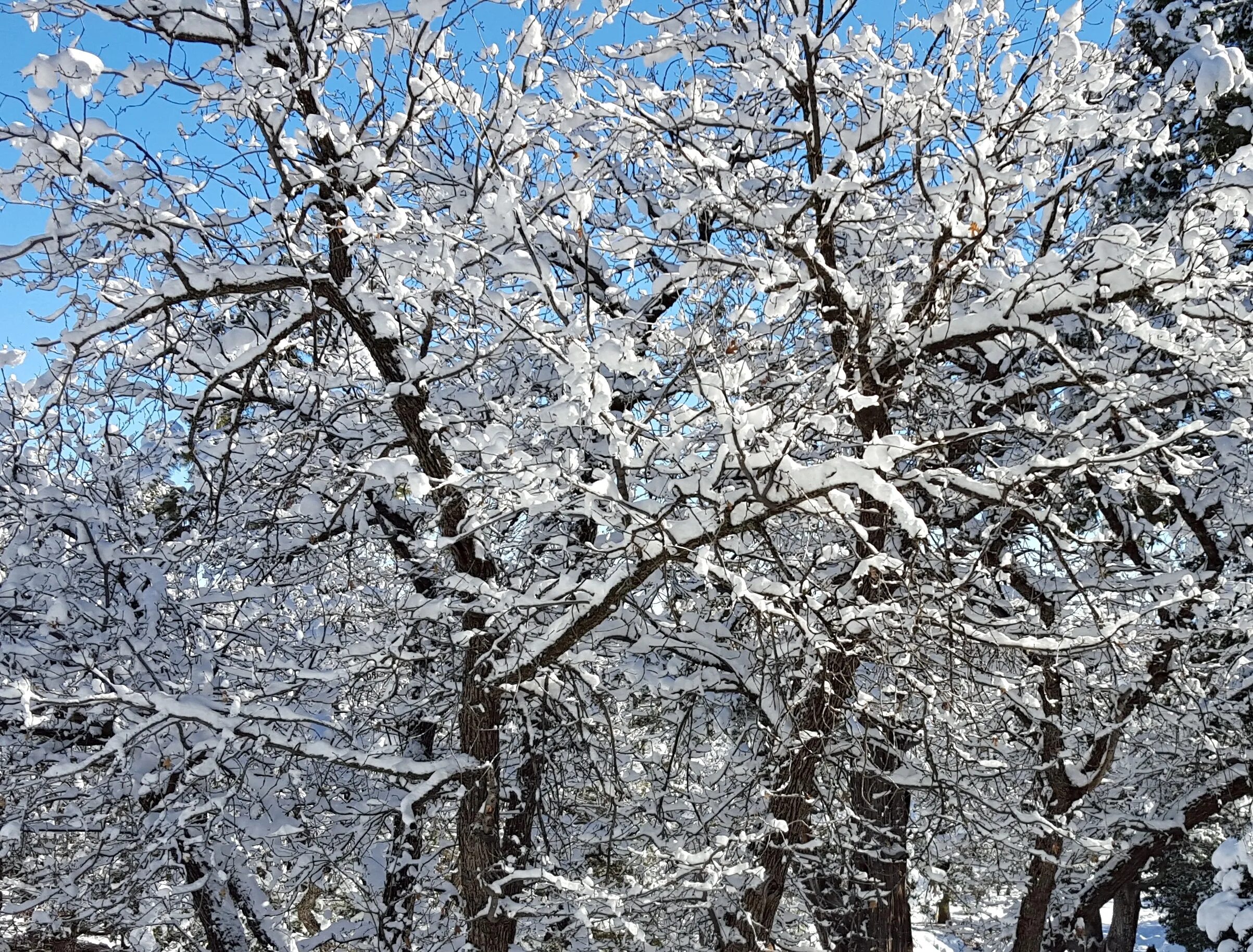 Деревья в снегу. Снежные деревья в городе. Зимнее дерево. Растения зимой. Почему зимой металл на ощупь холоднее дерева