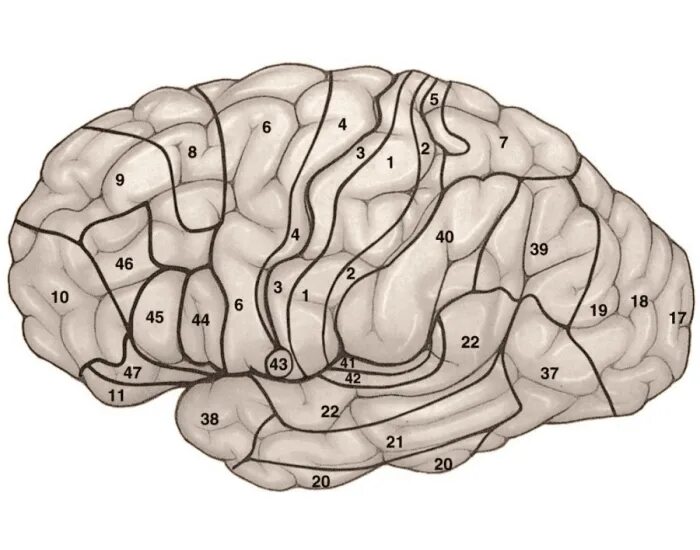 Поля Бродмана. Зоны Бродмана. Карта Бродмана головного мозга. Brain карта