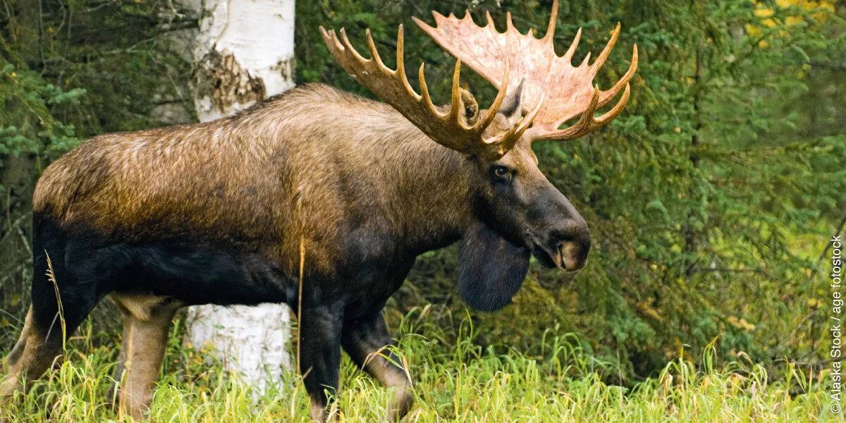 Подходим к лосю. Европейский Лось alces alces. Лось Сохатый гигант. Лось в тайге. Лось в смешанных лесах.