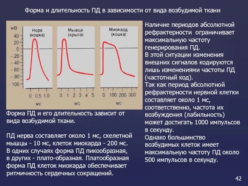 10 мс частота. Потенциал действия мышечной ткани. Длительность Пд. Потенциал действия мышцы. Длительность Пд в скелетной мышце.