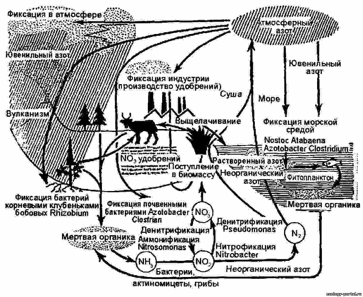 Опишите круговорот азота в природе. Круговорот азота (по ф.Рамаду, 1981). Круговорот углерода (по ф. Рамад, 1981). Биологический круговорот азота. Атмосферный цикл соединений азота.