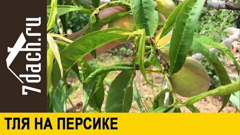 Тля на персике