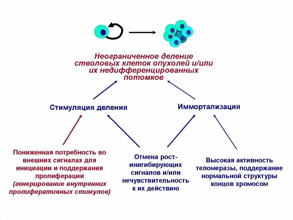 Б содержит недифференцированные клетки. Деление стволовой клетки. Классификация опухолевых клеток. Деление опухолевых клеток. Деление клеток стимулируют.