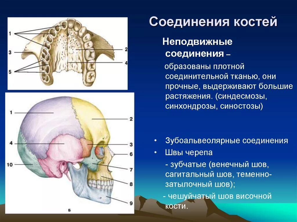 Соединения костей черепа зубчатые. Соединение костей черепа швы. Тип соединения костей черепа. Кости черепа и соединение костей.