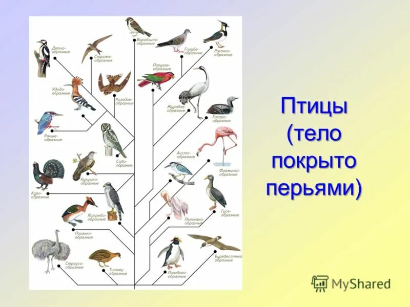 полевой жаворонок, зяблик, трясогузка. окружающий птицы. птицы по окружающему миру 2 класс. окружающий мир. презентация птицы 1 класс.