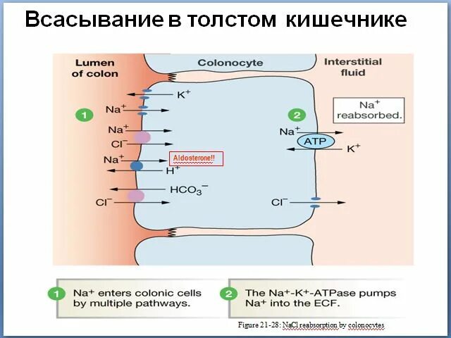 Механизмы всасывания в тонкой кишке. Схема всасывания жиров в тонком кишечнике. Схему всасывания веществ в тонком кишечнике. Механизм всасывания веществ в кишечнике. Всасывание воды происходит в желудке